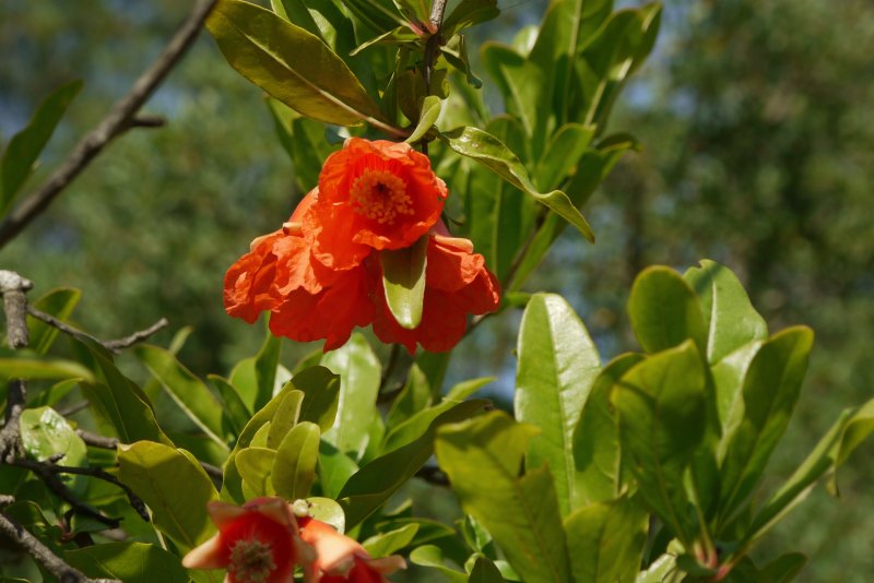 Granatapfelbaum in Blüte