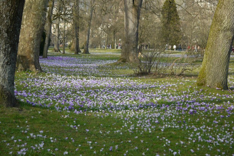 Krokusblüte in Baden-Baden