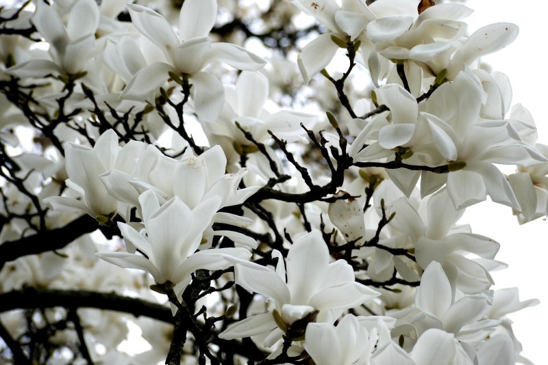 Magnolienblüte in strahlend weiß.