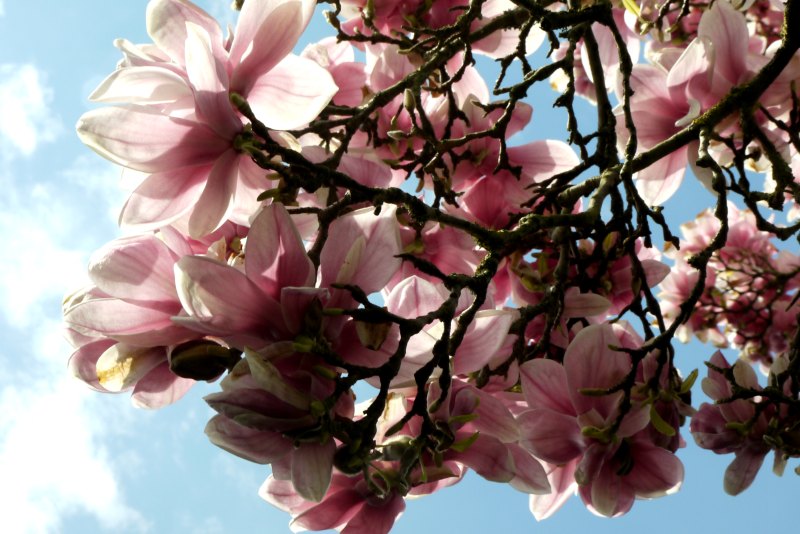 Magnolienblüten in der Wilhelma