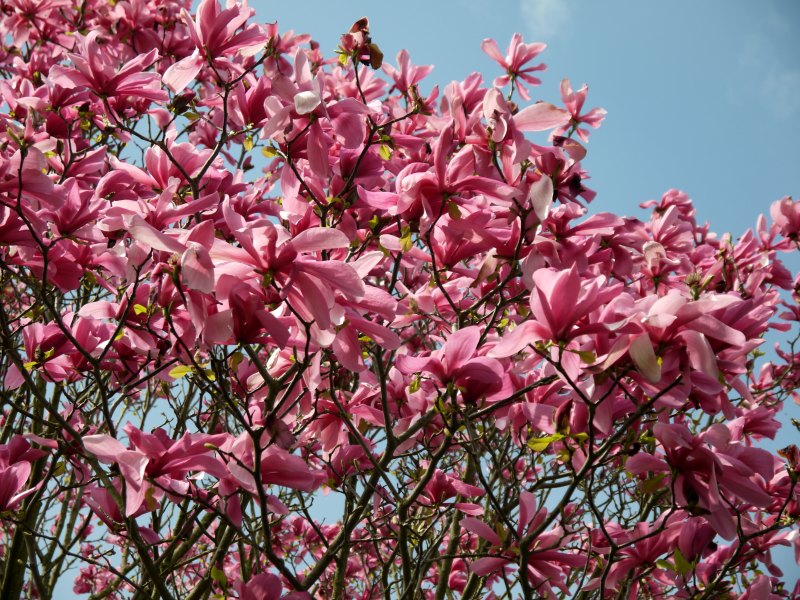 In allen Farben von weiß bis purpur erblühen die Magnolienbäume.