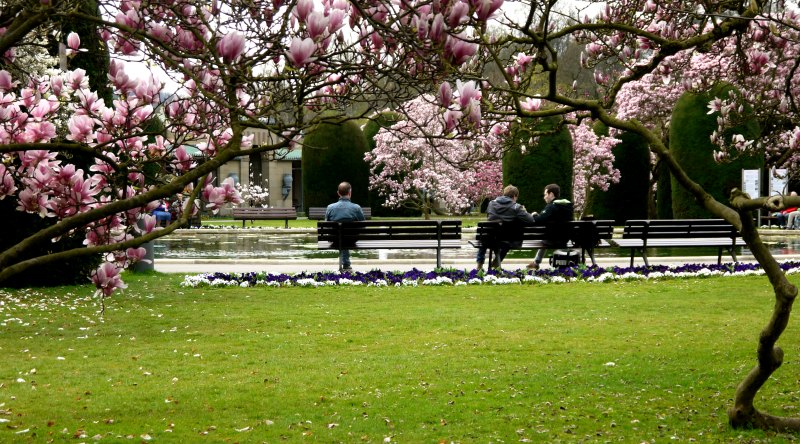 Die Magnolienblüte zieht jedes Jahr viele Besucher an.