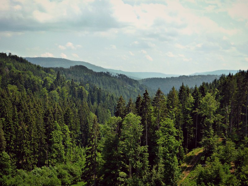 Top 10 Blog-Artikel 2020: 10 einfache Wanderungen im Nordschwarzwald