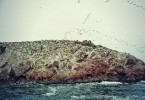Islas Ballestas - das Galapagos des kleinen Mannes