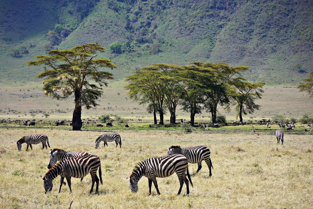 Ngorongoro Krater - Tansania, Afrika