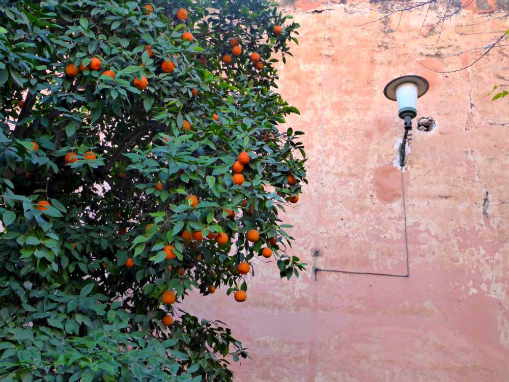 Orangenbäume im Bahia Palast