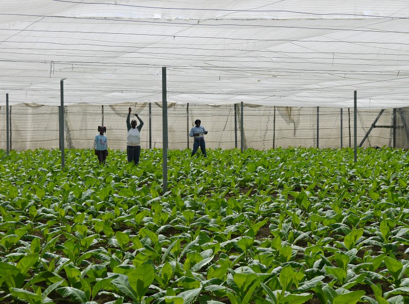 Tabakplantagen in Kuba