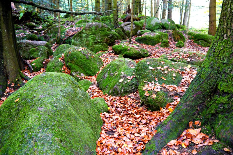 Moos bewachsene Felsen auf dem Luchspfad