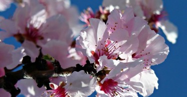 Ausflugsziele im Frühling - Mandelblüte