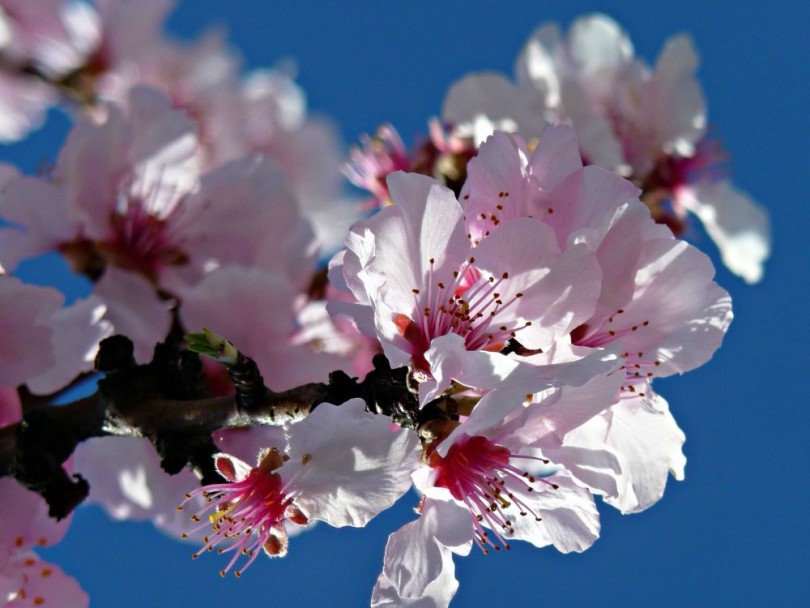 Ausflugsziele im Frühling - Mandelblüte