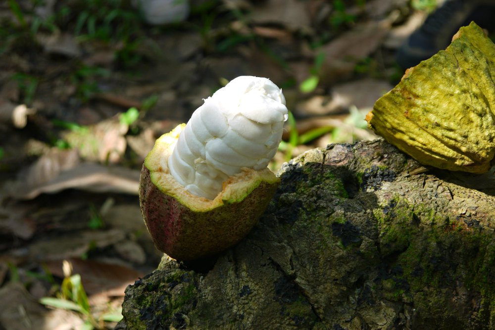Kakaoplantage in Baracoa