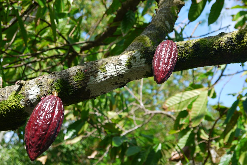 Kakaoplantage in Baracoa