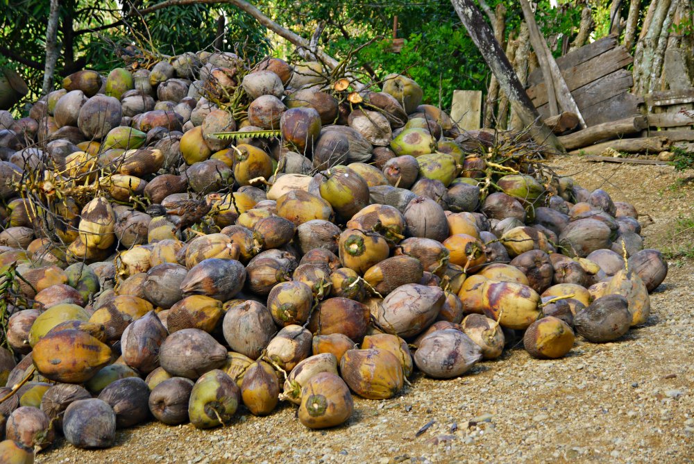 Baracoa - Auf der Plantage - Kokosnüsse