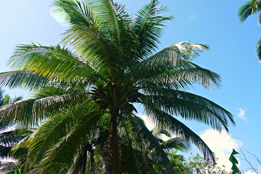 Plantagentour in Baracoa: Kokospalme