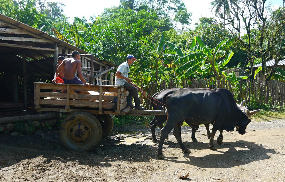 Finca-Tour in Baracoa: Ochsenkarren