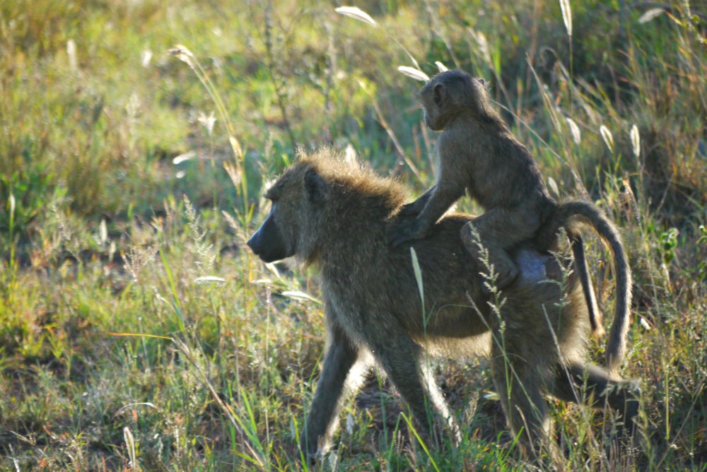 Ostafrika / Tansania: Affen in der Serengeti
