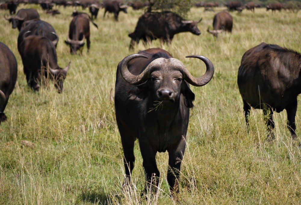 Safari in Ostafrika: Büffel Herde in der Serengeti