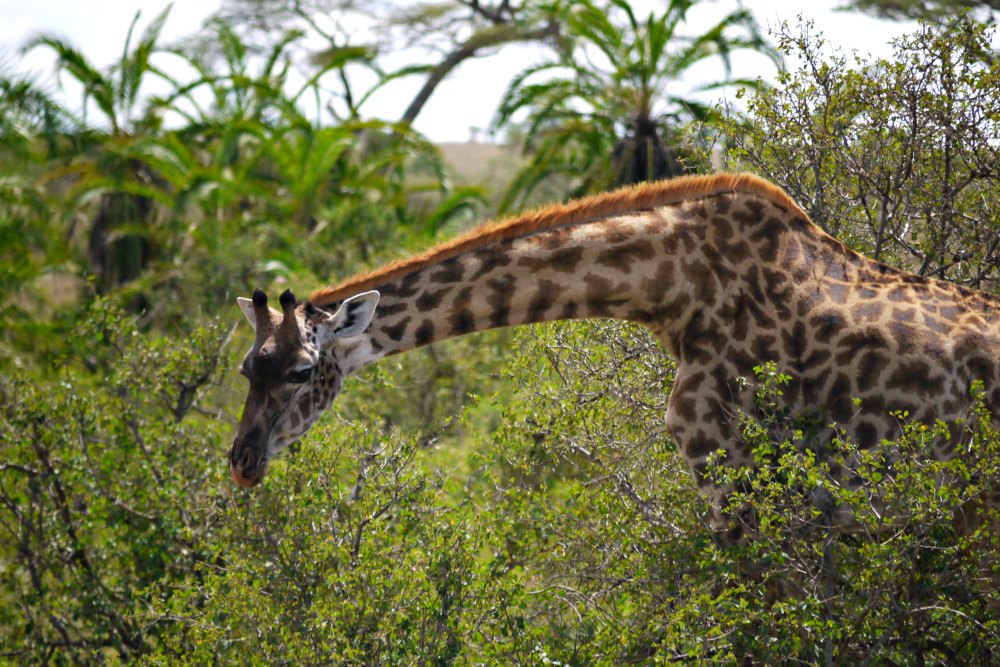 Afrika: Tierbeobachtung auf Safari - Giraffe beim Fressen