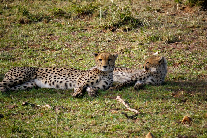 Ostafrika Tour: Geparden in der Masai Mara