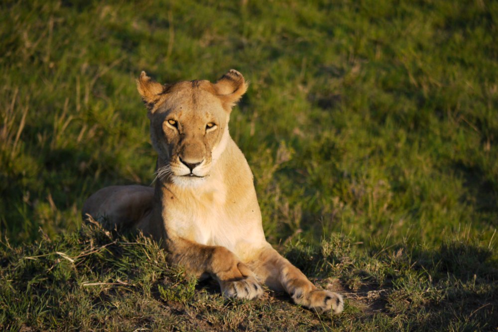 Afrika: Safari in der Masai Mara