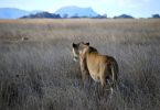 Löwin in der Serengeti