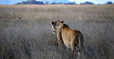 Löwin in der Serengeti