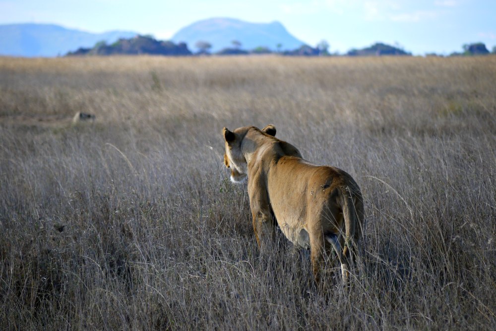 Löwin in der Serengeti (Tansania / Afrika)