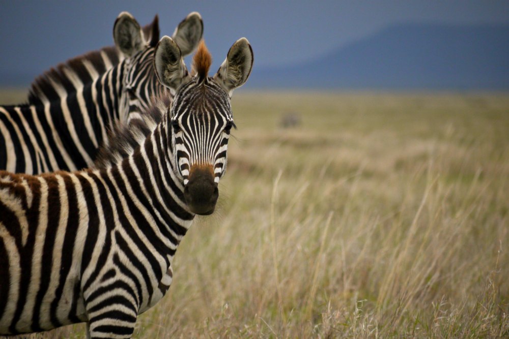 Safari in Afrika: Zebras in der Serengeti