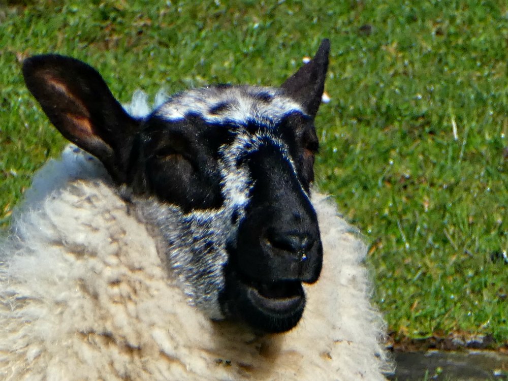 Irland: Schafe überall