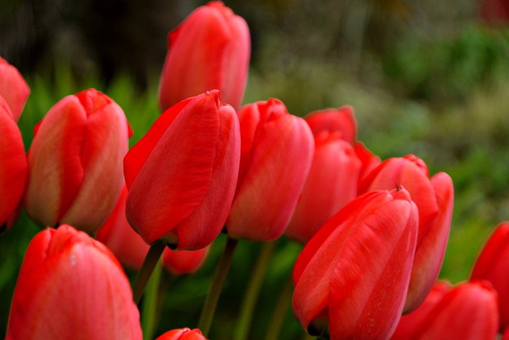 Tulpen im Vandeleur Walled Garden