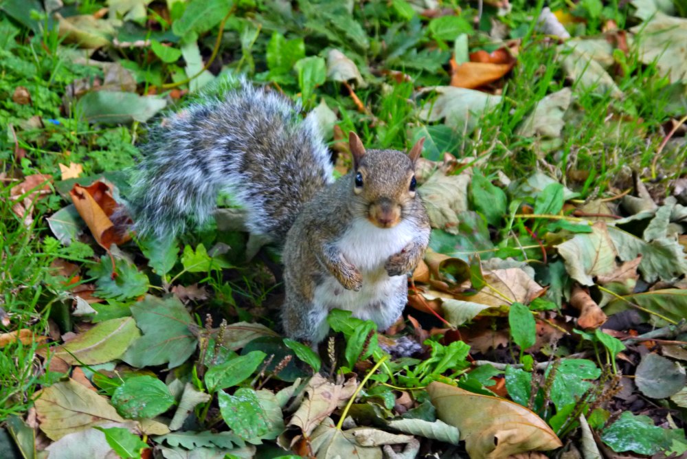 FEichhörnchen im Bute Park, Cardiff
