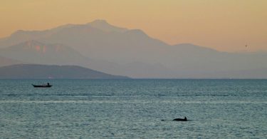 Griechenland: Delfin im Ambrakischen Golf