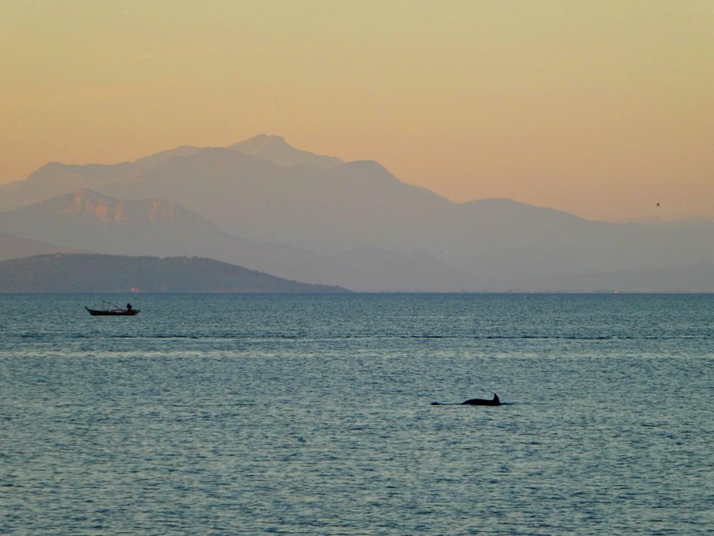 Griechenland: Delfin im Ambrakischen Golf