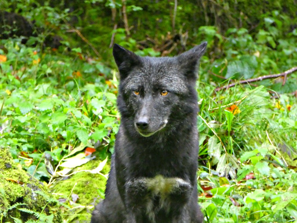 Wolfsfütterung im Adler- und Wolfspark Kasselburg