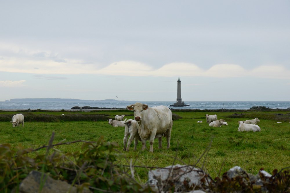 Kühe am Cap de la Hague in der Normandie