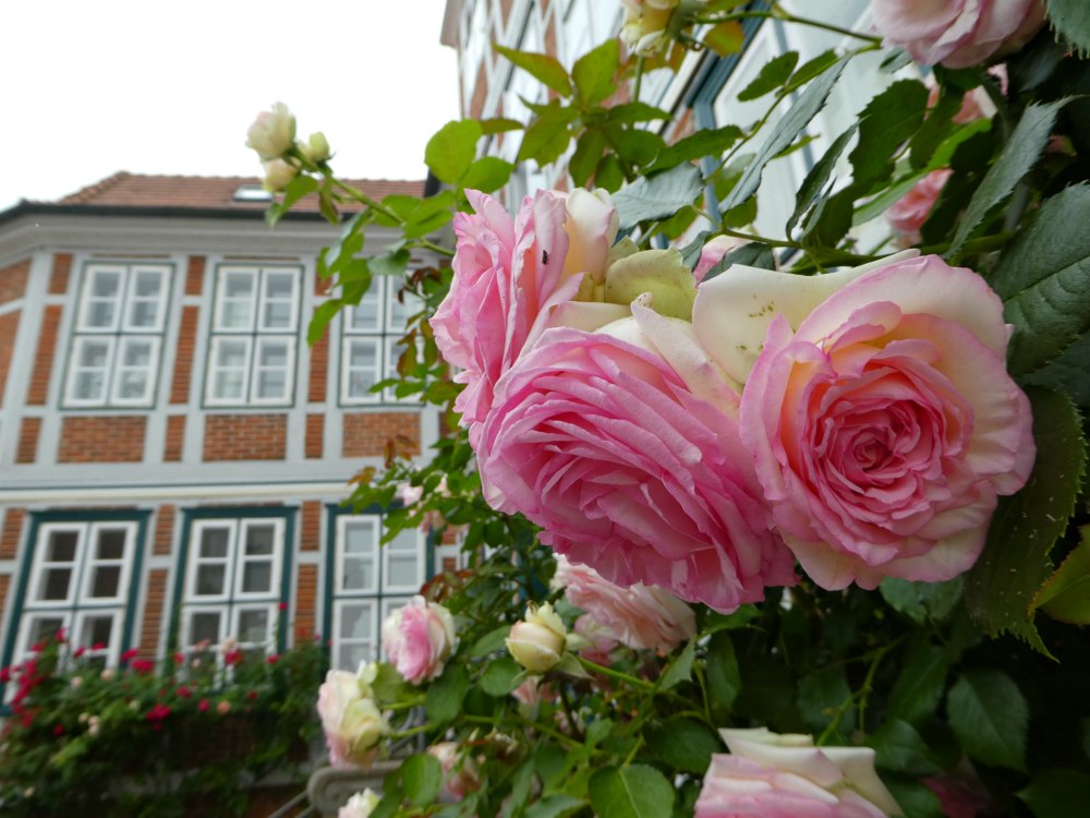 Fachwerk und Rosen in Lauenburg
