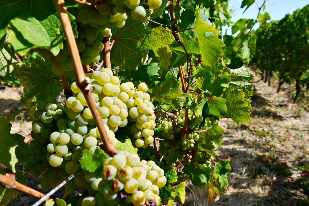 Weinberge im Weinanbaugebiet Nahe