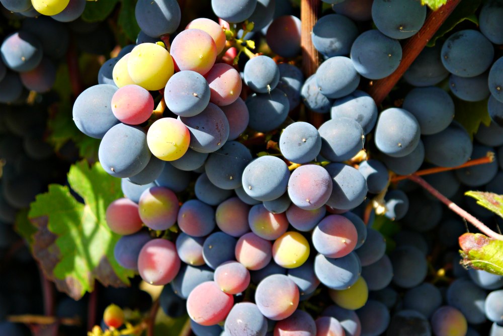 Weintrauben im Weinbaugebiet Nahe