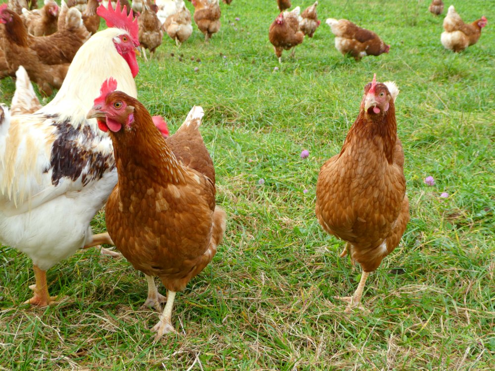 Glückliche Hühner auf dem Bioland-Hof Wack im Saarland