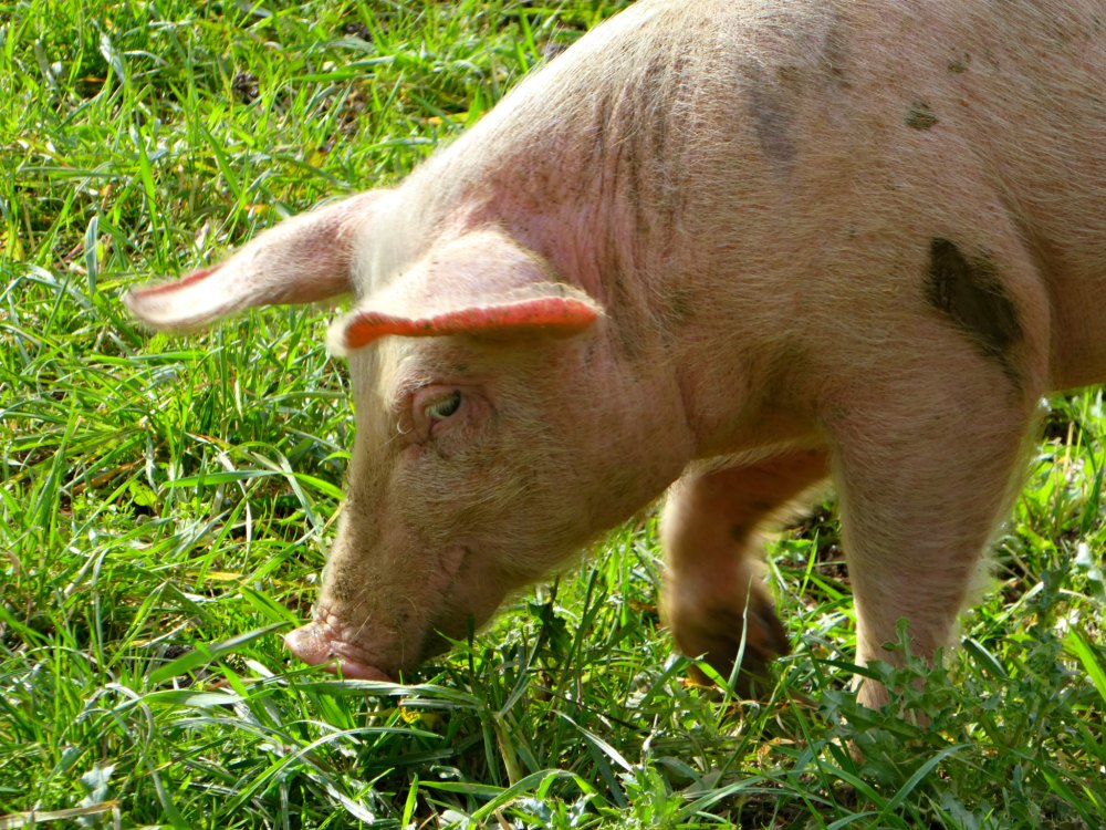 Schweine im Freien auf dem Bioland-Hof Wack im Bliesgau