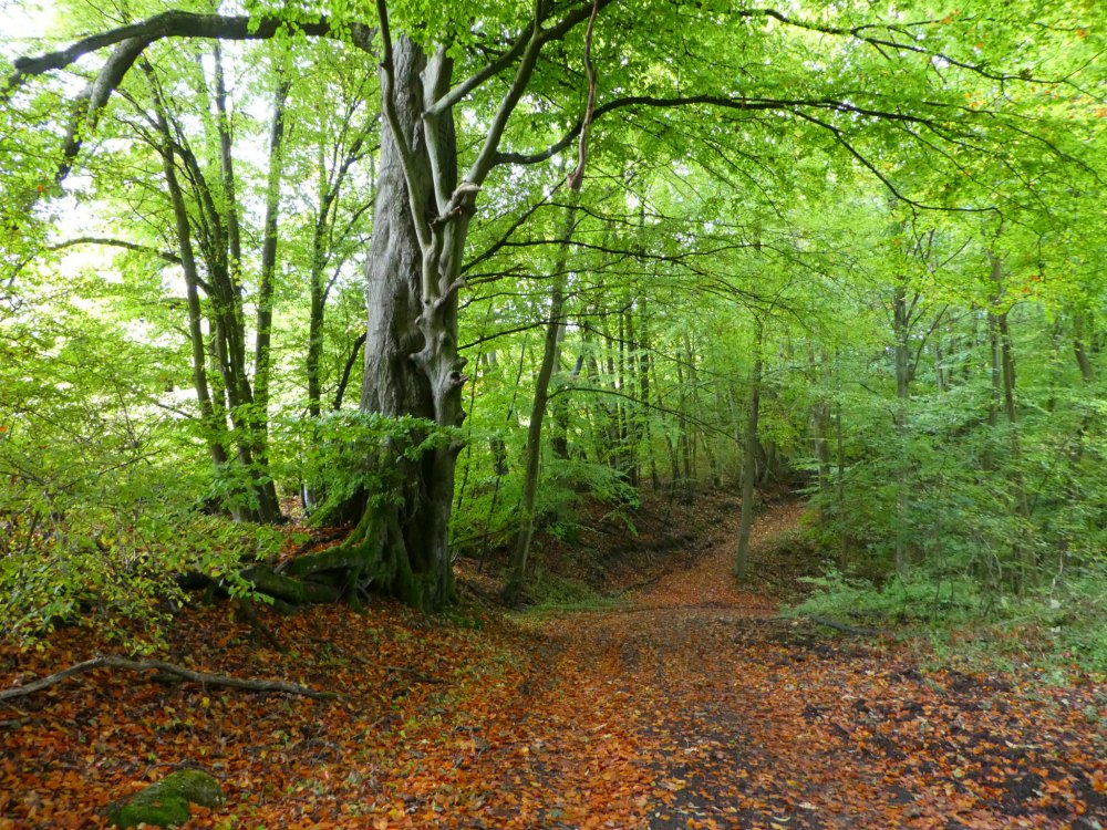 Saarland: Wanderung durch Buchenwälder
