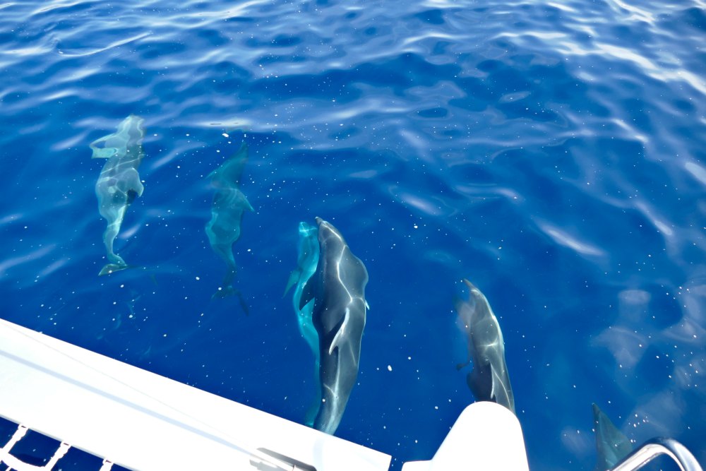 Delfine in der Kvarner Bucht