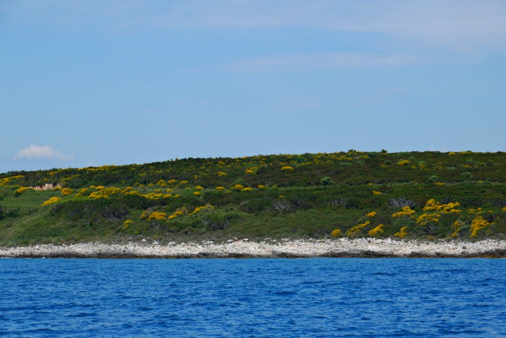 Kroatien: Blühender Ginster gegenüber der Insel Levan