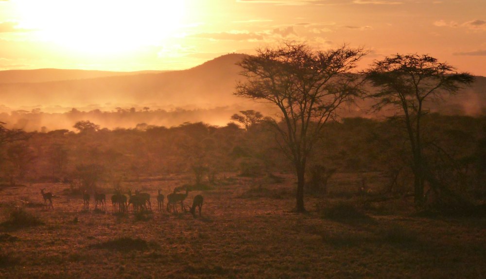 Foto: Savanne bei Sonnenuntergang, Serengeti