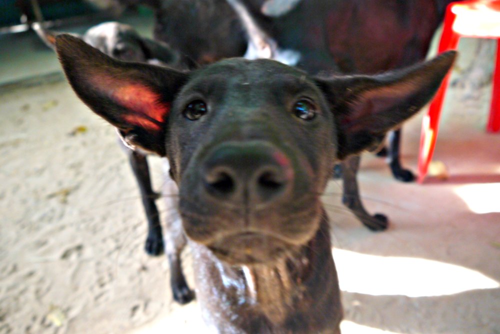 Hund im Besucherzentrum von Chambok