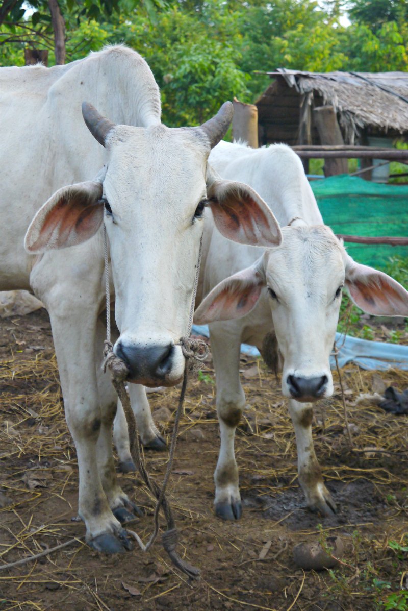 Homestay Chambok: Haus, Hof und Vieh