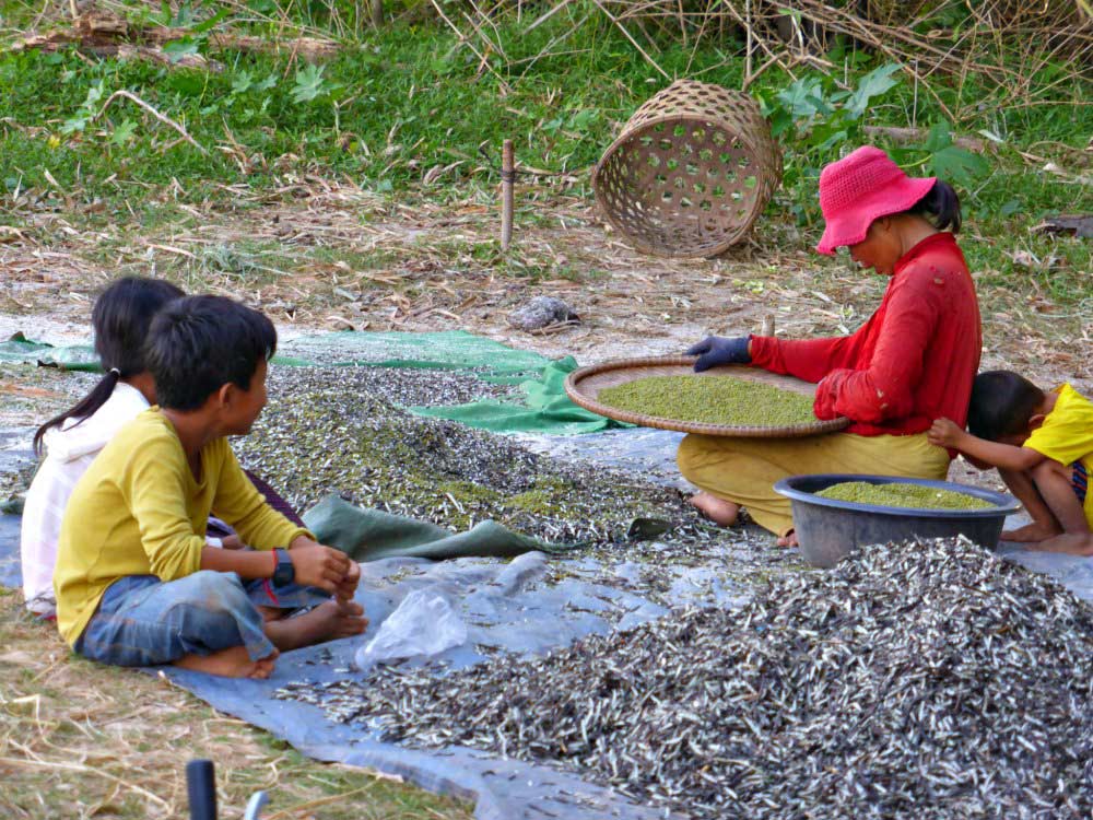 Feldarbeit in Kambodscha - Sesamanbau