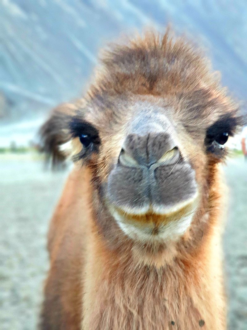 Baktrisches Baby-Kamel in Ladakh