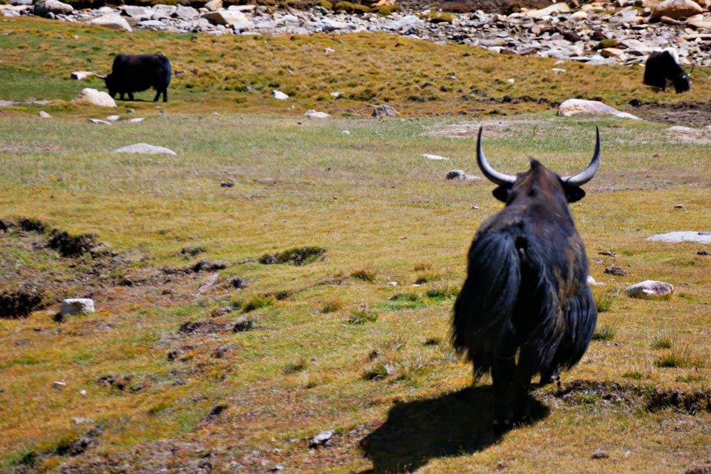 Begegnung mit Yaks in Ladakh