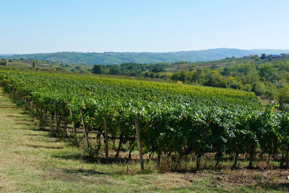Weinregion Sumadija bei Topola